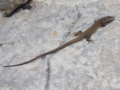 Podarcis melisellensis