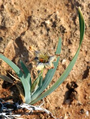 Ferraria