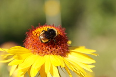 Bombus terricola