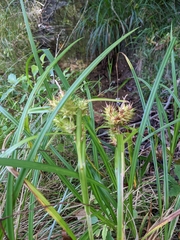 Carex lupulina