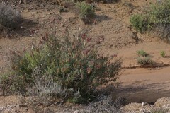 Lessertia frutescens