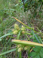 Carex lupulina