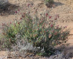 Lessertia frutescens