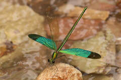 Neurobasis chinensis