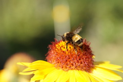 Bombus terricola