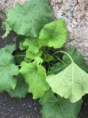 Alcea rosea