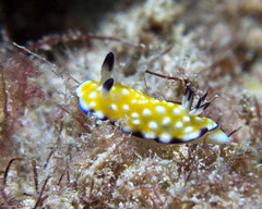 Goniobranchus vibratus