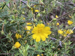 Hibbertia hypericoides