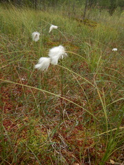 Eriophorum vaginatum