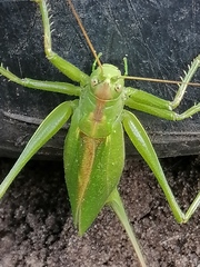 Tettigonia cantans