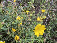 Hibbertia hypericoides