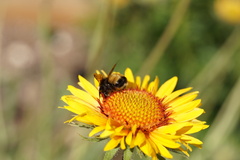 Bombus terricola