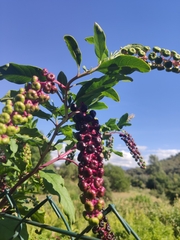 Phytolacca americana