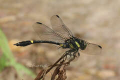 Gomphidictinus perakensis