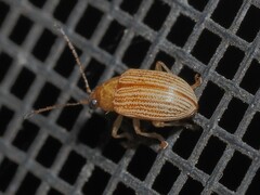 Colaspis brunnea