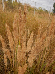 Calamagrostis