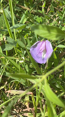 Centrosema virginianum