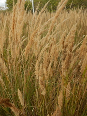 Calamagrostis