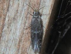 Hydroptilidae