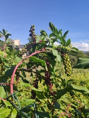 Phytolacca americana