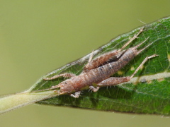 Arachnocephalus vestitus