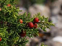 Juniperus phoenicea
