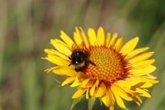 Bombus terricola