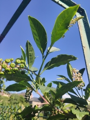 Phytolacca americana