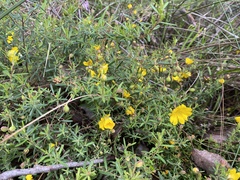Hibbertia hypericoides