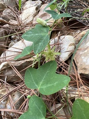 Passiflora lutea