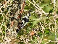 Dendrocopos leucotos