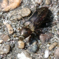 Prosternon tessellatum