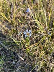 Symphyotrichum boreale