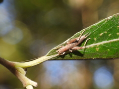 Arachnocephalus vestitus
