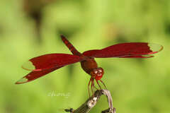 Neurothemis fulvia