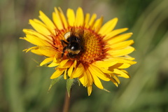 Bombus terricola