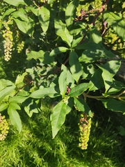 Phytolacca americana