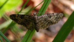 Eupithecia tantillaria