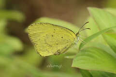 Eurema brigitta