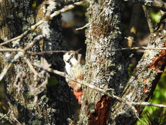 Dendrocopos leucotos