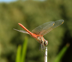 Sympetrum fonscolombii