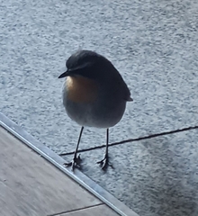 Cossypha caffra caffra