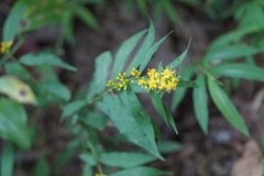 Solidago caesia