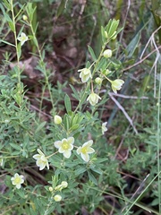 Phyllanthus calycinus
