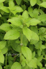 Spermacoce latifolia