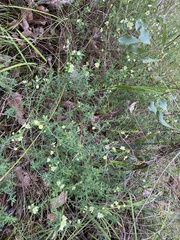 Phyllanthus calycinus