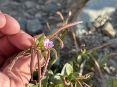 Epilobium anagallidifolium