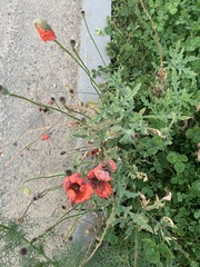Papaver