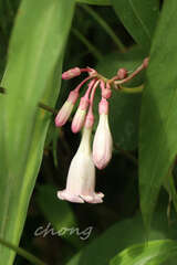 Amalocalyx microlobus