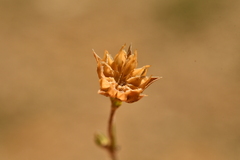 Linum appressum appressum